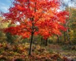Feuer-Ahorn (Acer tataricum ginnala) – Pflege
