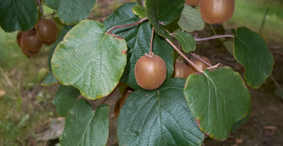 Actinidia chinensis deliciosa – Pflanzenfoto
