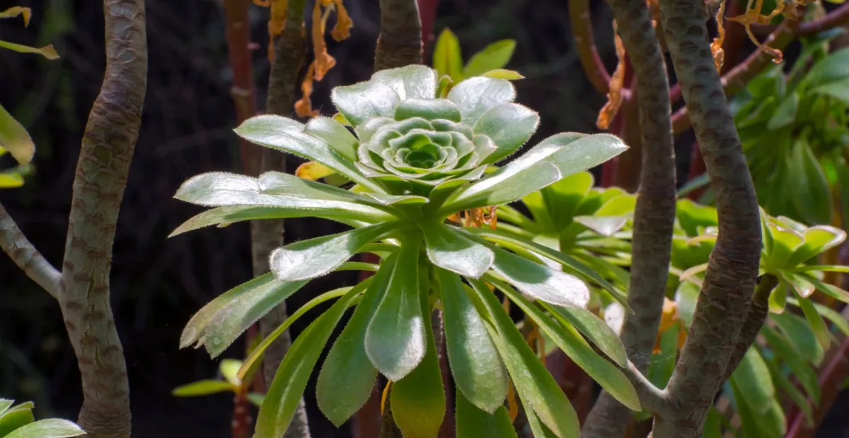 Tree Aeonium (Aeonium arboreum) – plant photo