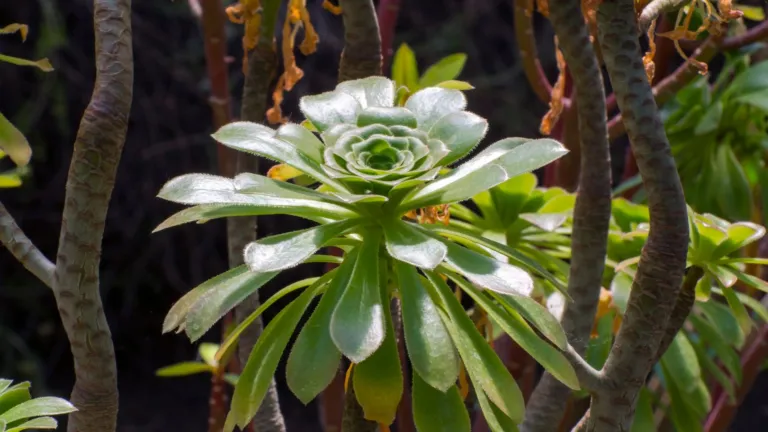 Aeonium arboreum