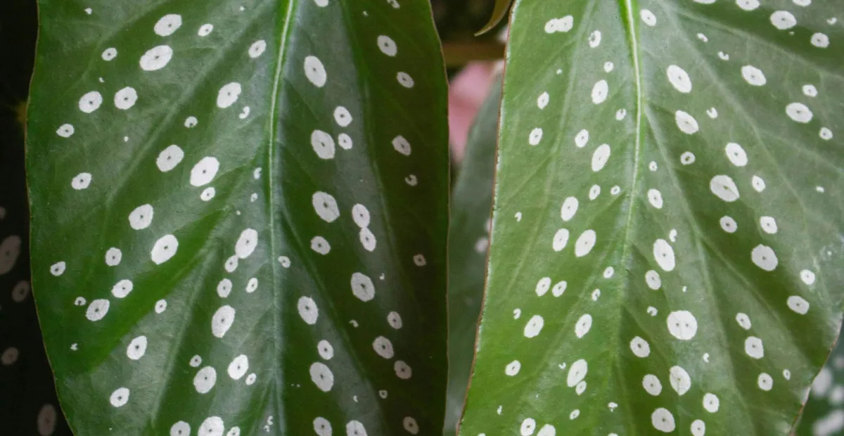 Begonia maculata – Pflanzenfoto