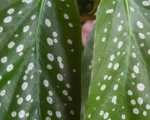 Begónia škvrnitá (Begonia maculata) – pestovanie a starostlivosť