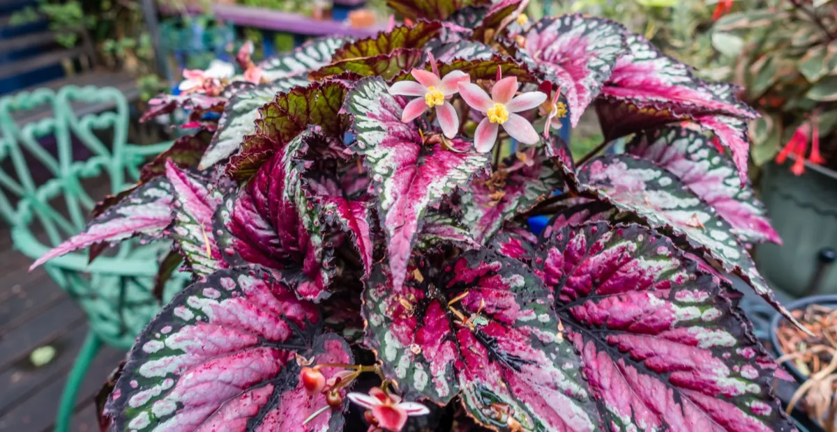 king begonia (Begonia rex) – plant photo