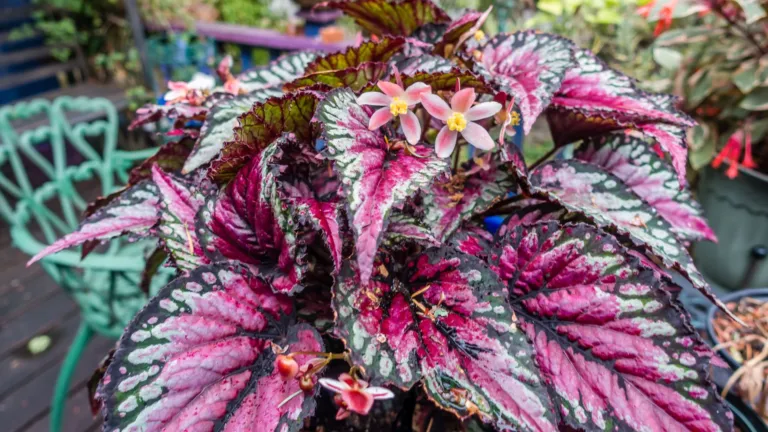 Begonia rex