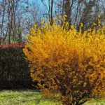 Border Forsythia (Forsythia intermedia) – plant photo