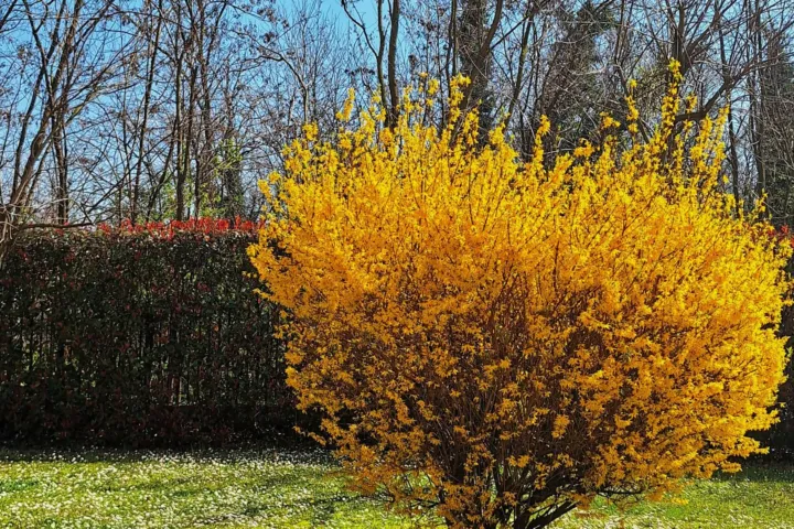 Forsythia intermedia