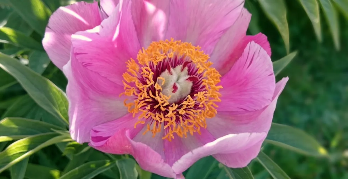 Paeonia anomala veitchii – Pflanzenfoto