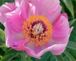 Paeonia anomala veitchii – pestovanie a starostlivosť
