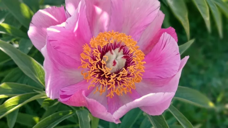 Paeonia anomala veitchii