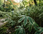 Veitch’s Bamboo (Sasa veitchii) care guide