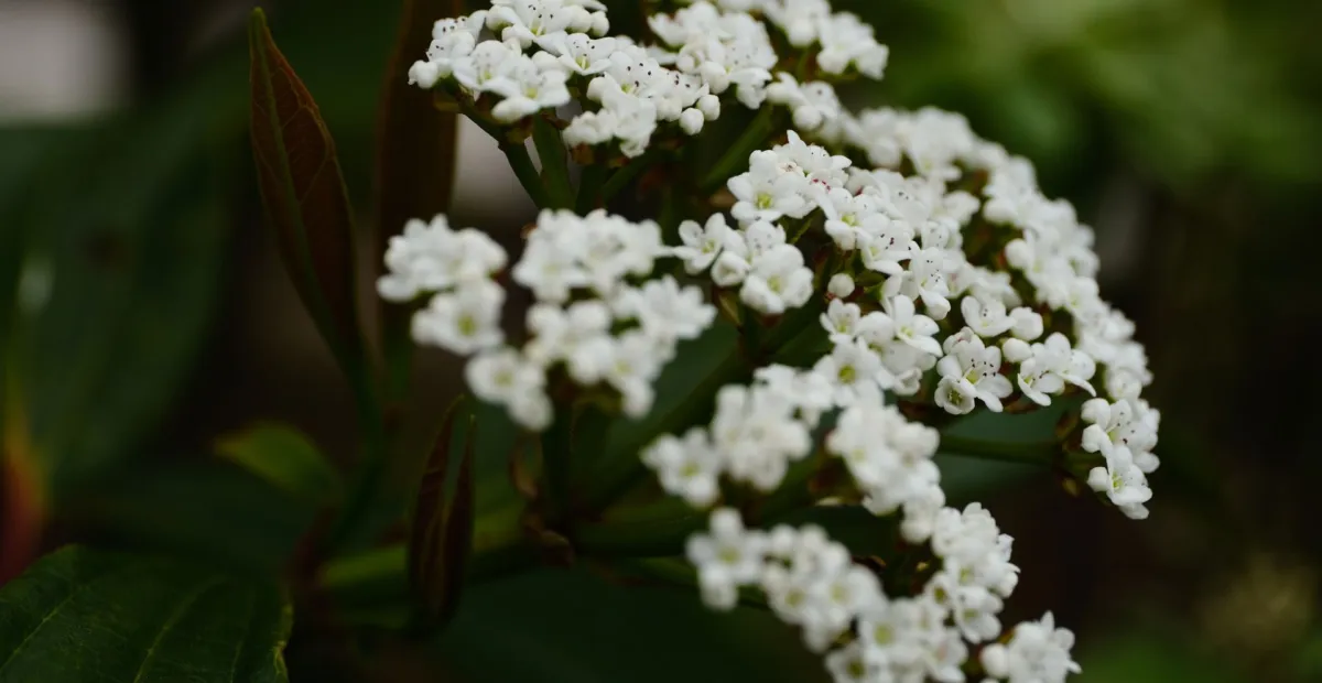David Viburnum (Viburnum davidi) – plant photo