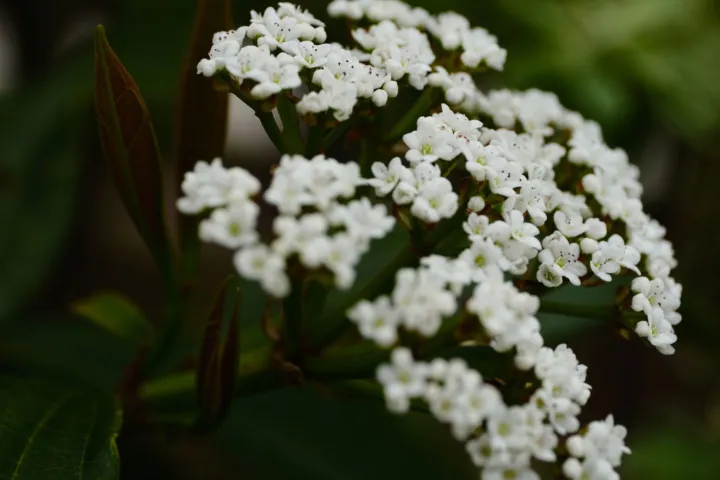 Viburnum davidi