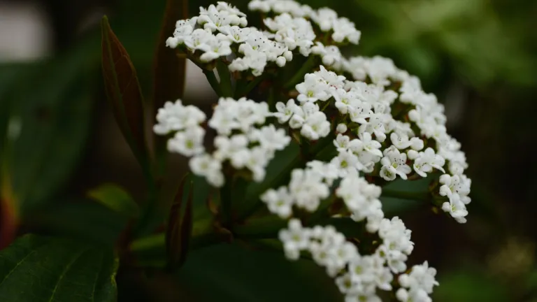 Viburnum davidi