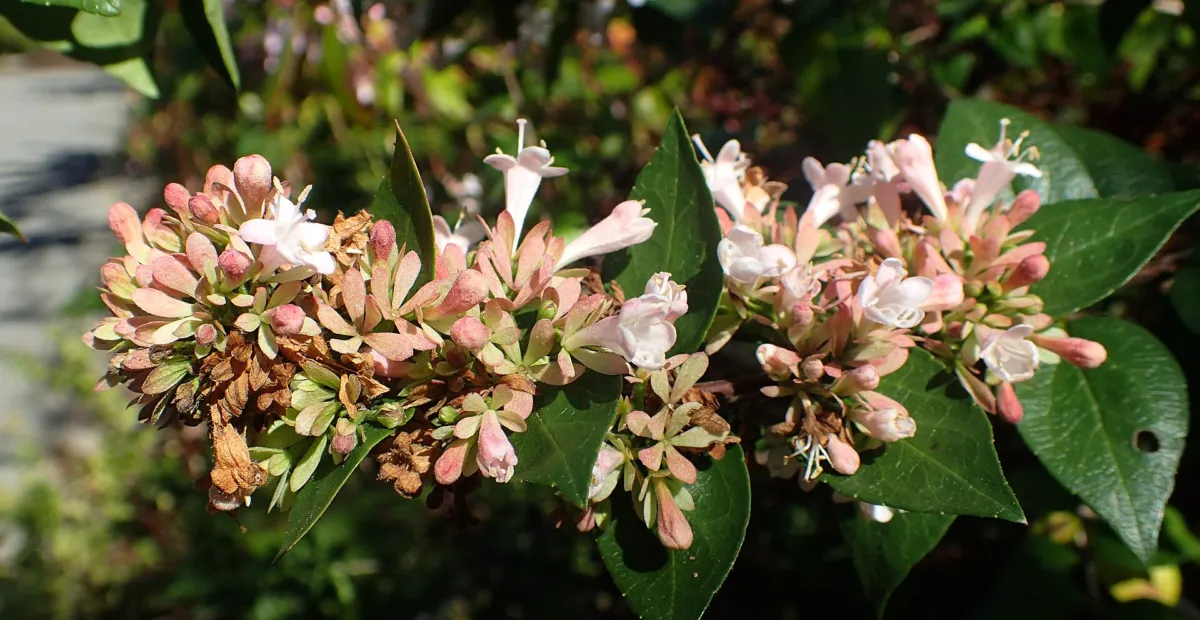 Abelia chinensis – plant photo