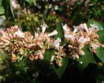 Abelia chinensis care guide