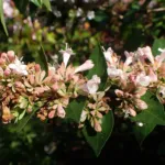 Abelia chinensis care guide (Abelia chinensis) – plant photo