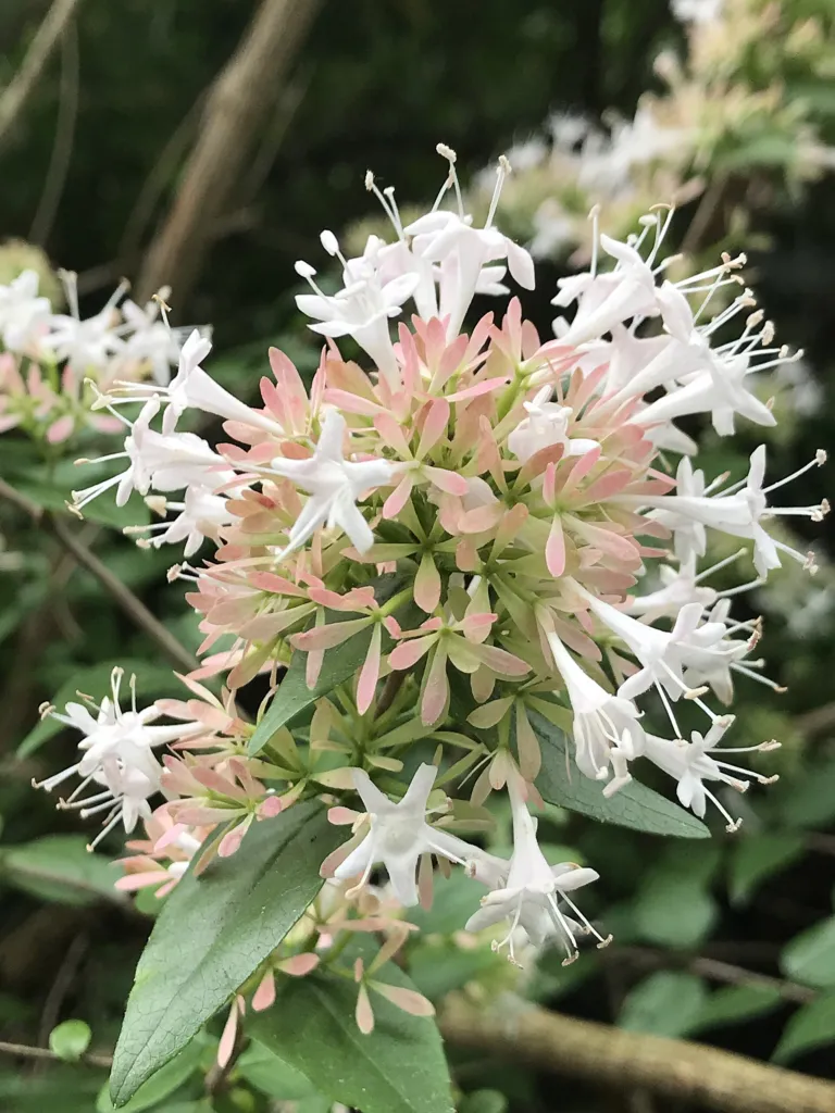 Chinesische Abelie (Abelia chinensis) – Blüten in Nahaufnahme, Pflanzenfoto