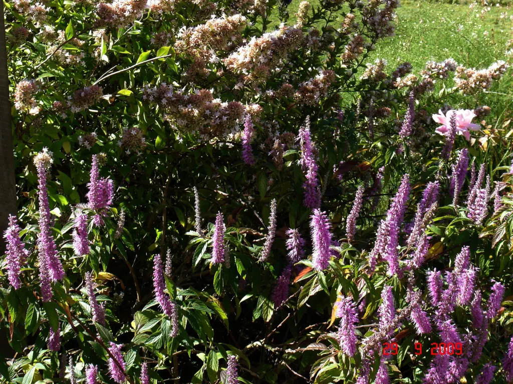 Chinesische Abelie (Abelia chinensis) – natürliche Wuchsform, Pflanzenfoto