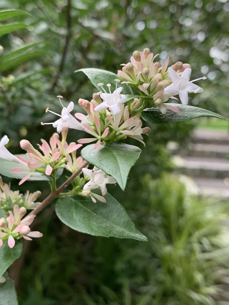 Chinesische Abelie (Abelia chinensis) – typisches Erscheinungsbild, Pflanzenfoto