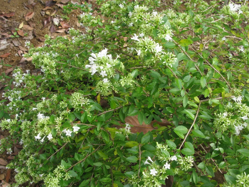 Abelia chinensis ionandra – (Abelia chinensis ionandra) – im Garten, Pflanzenfoto