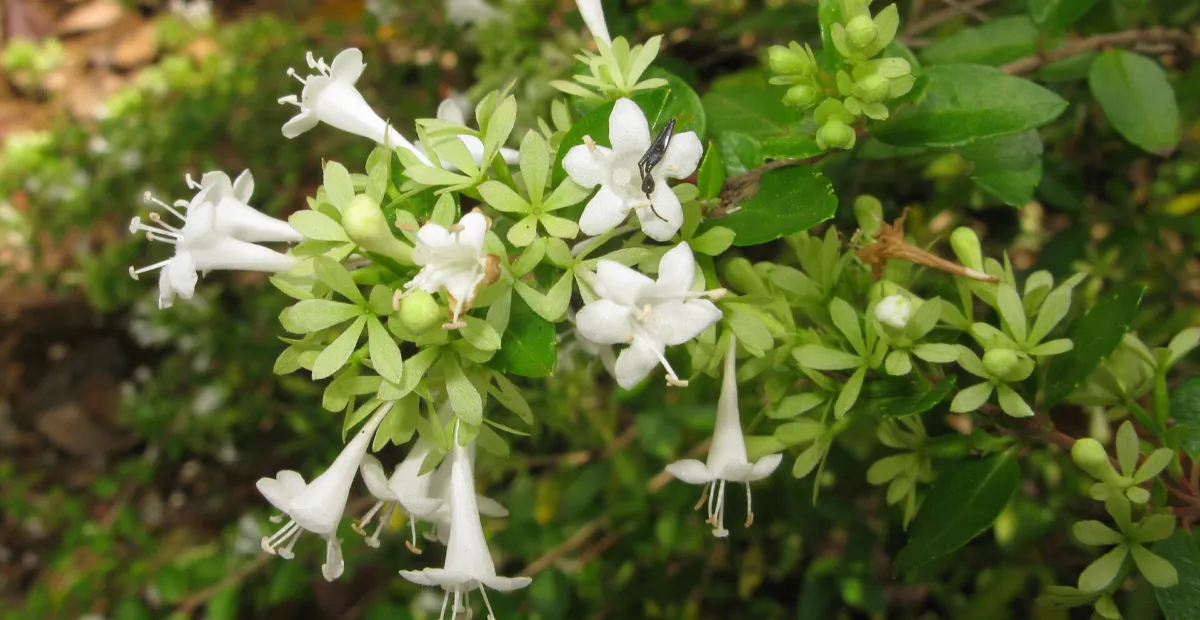 Abelia chinensis ionandra – plant photo