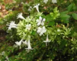 Abelia chinensis ionandra care guide