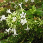 Abelia chinensis ionandra care guide (Abelia chinensis ionandra) – plant photo