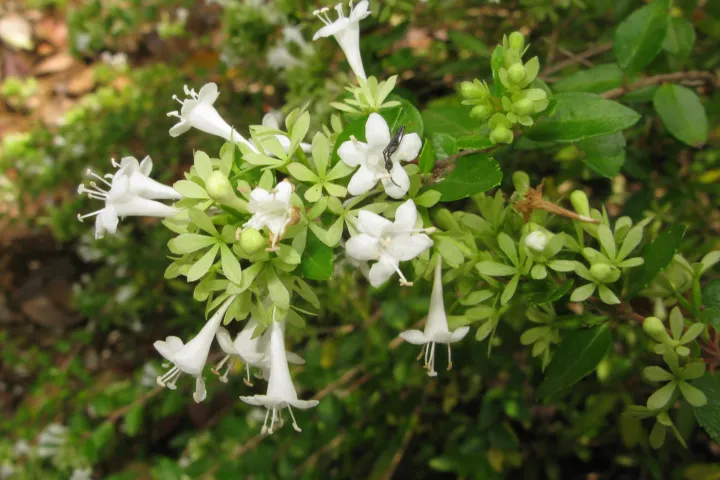 Abelia chinensis ionandra