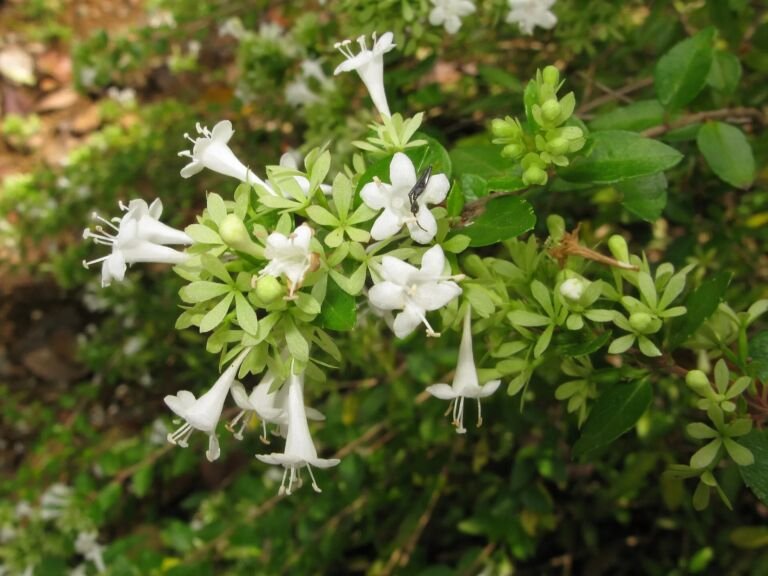 Abelia chinensis ionandra
