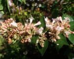 Abélia čínska (Abelia chinensis) – pestovanie a starostlivosť