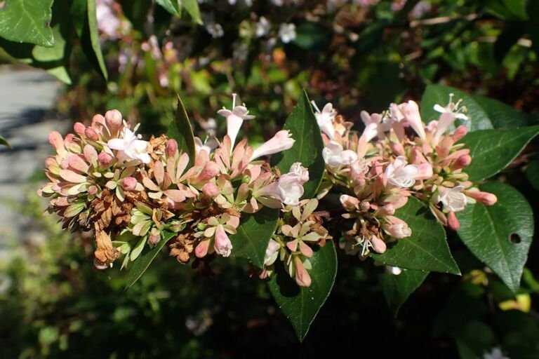 Abelia chinensis