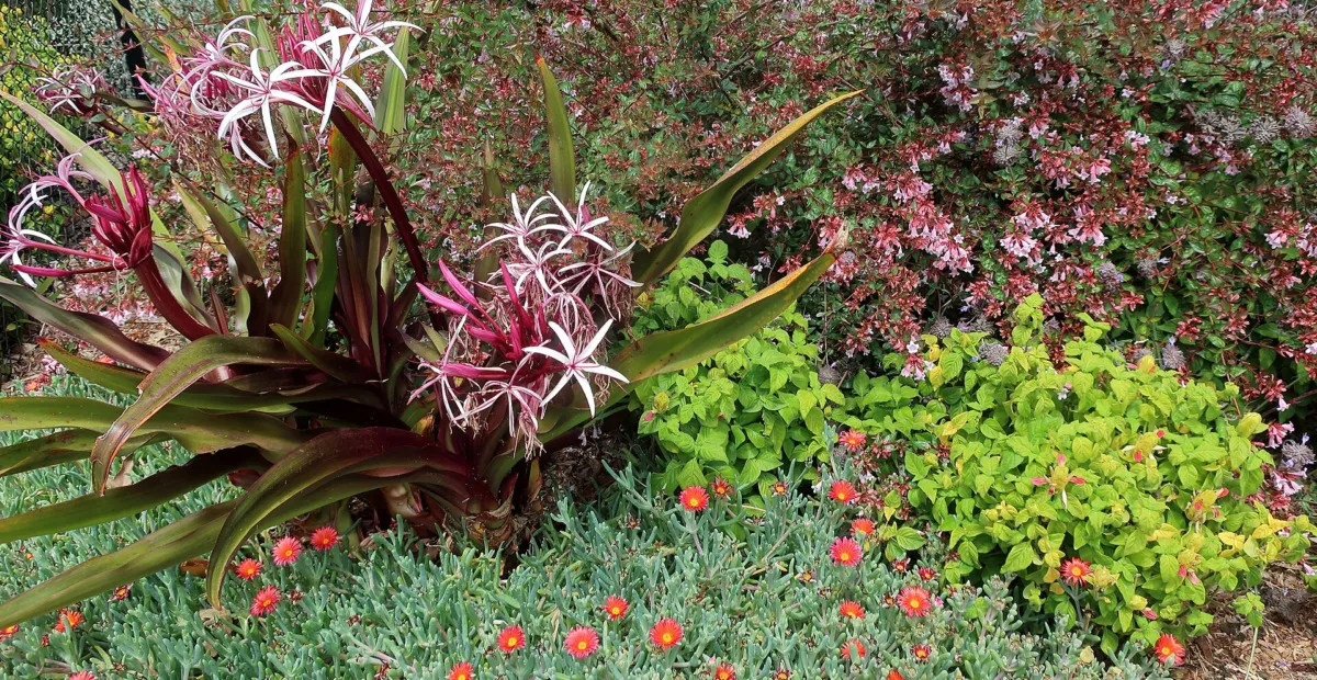 Abelia 'Edward Goucher' – plant photo