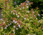 Abelia ‘Francis Mason’
