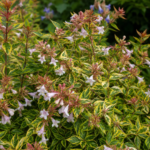 Abelia 'Francis Mason' – fotografia rastliny