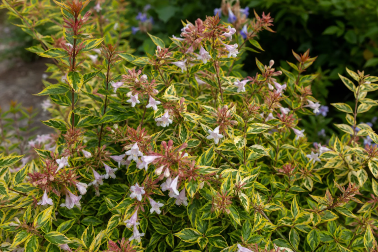 Abelia 'Francis Mason'