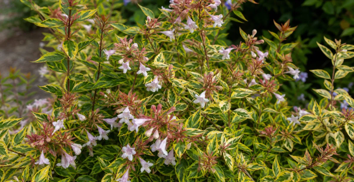 Abelia 'Francis Mason' – plant photo