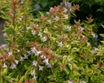 Abelia ‘Francis Mason’