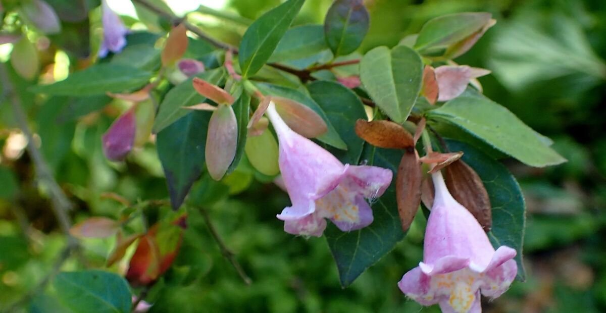 abélia jednokvetá (Abelia uniflora) – fotografia rastliny