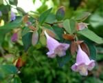 Abélia jednokvetá (Abelia uniflora) – pestovanie a starostlivosť