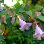 abélia jednokvetá (Abelia uniflora) – fotografia rastliny