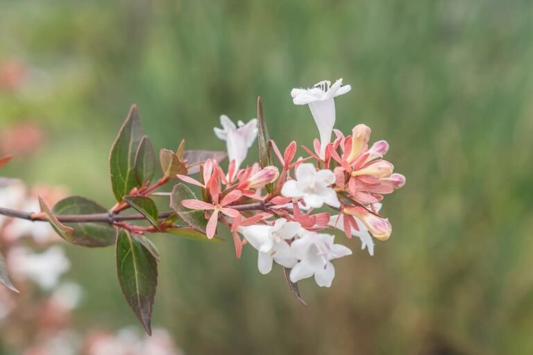 Vesalea floribunda