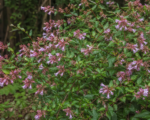 Abelia macrotera schumannii – Pflege