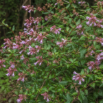 Abelia macrotera schumannii – (Abelia macrotera schumannii) – Pflanzenfoto