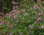 Abelia macrotera schumannii care guide