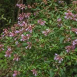 Abelia macrotera schumannii care guide (Abelia macrotera schumannii) – plant photo