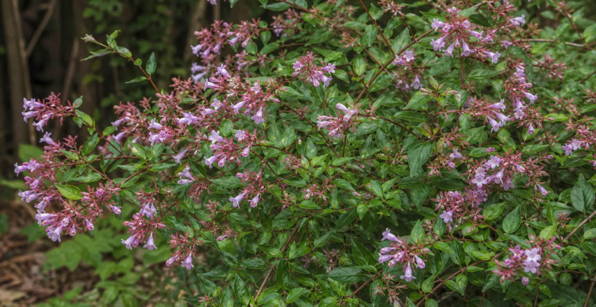 Abelia macrotera schumannii – fotografia rastliny
