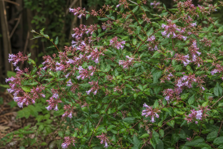 Abelia macrotera schumannii