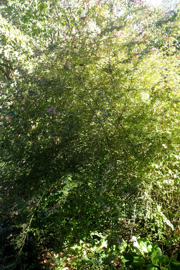 abélia jednokvetá (Abelia uniflora) – v záhrade, fotografia rastliny