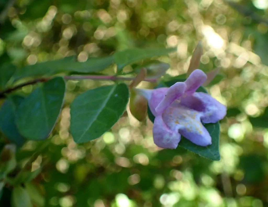 abélia jednokvetá (Abelia uniflora) – v záhrade, fotografia rastliny
