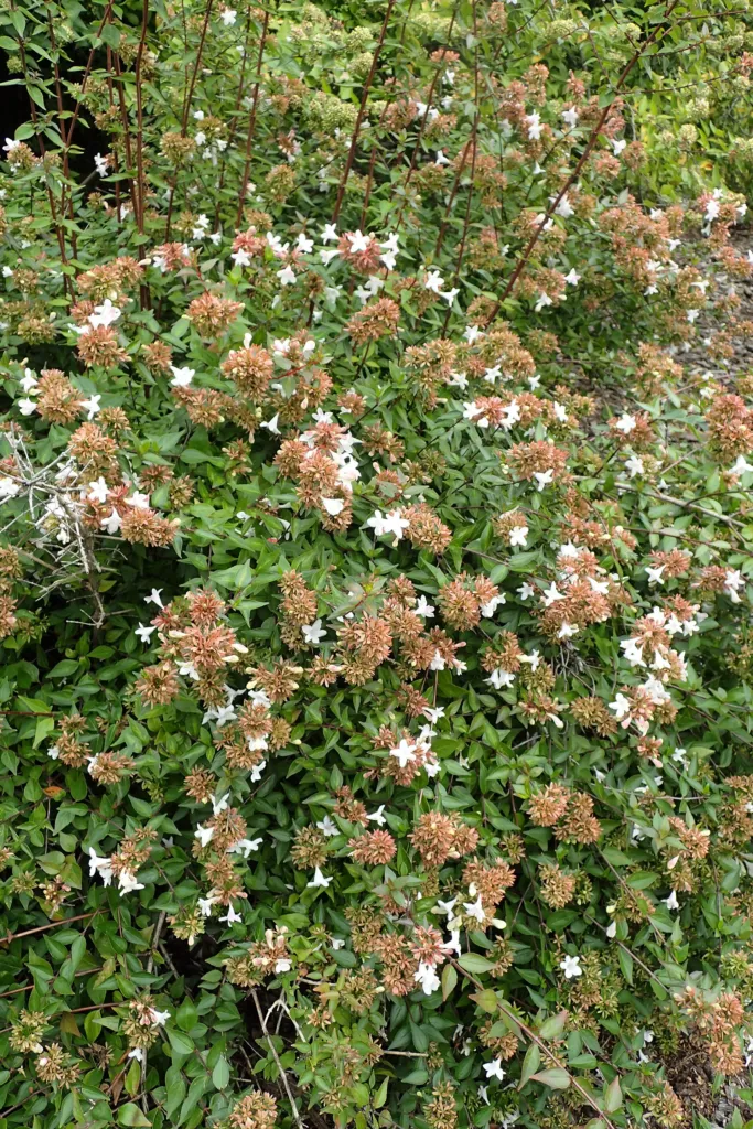 abélia jednokvetá (Abelia uniflora) – v záhrade, fotografia rastliny